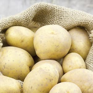 Van Zyverden Potatoes Superior White (Set of 12) Plant Bulbs