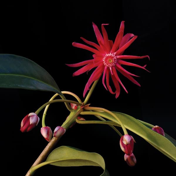 Vigoro 2 Gal. Star Flower Scorpio Live Broadleaf Evergreen Shrub (Illicium) with Red Flowers