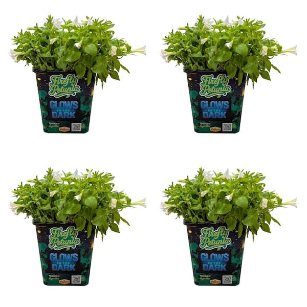 2.5 qt. Petunia Firefly Perennial Plant with White Luminescent Flowers (4-Pack)