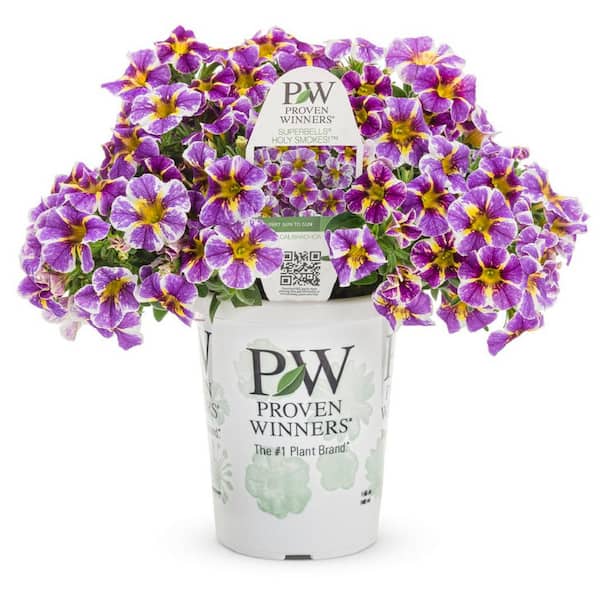 PROVEN WINNERS 4.25 in. Holy Smokes Superbells (Calibrachoa) Live Annual Plant (4-Pack)