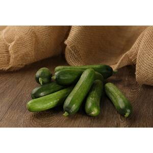 4.25 in. Eco+Grande Muncher Cucumber (Cucumis sativus) Live Vegetable Plant (4-Pack)