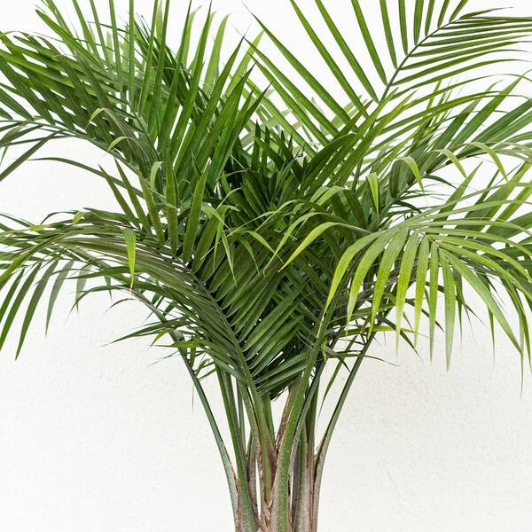 Are Majesty Palm Poisonous To Dogs And Cats