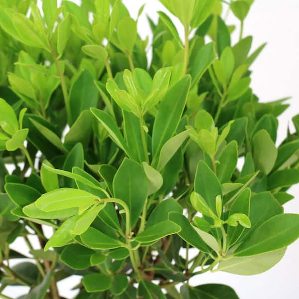 ヤドリギno.75 ヤマシタ エギ王 TR 3.5号 27g 061)ミステリーパープル : 釣具ショップ