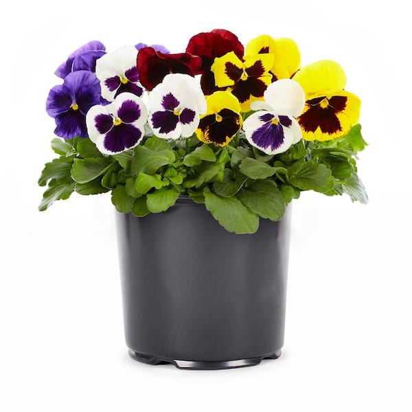 METROLINA GREENHOUSES 2 Qt. Pansy Blotch Mix Annual Plant (3-Pack