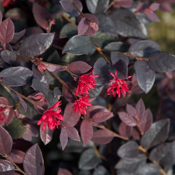 3 Gal. Red Diamond Midsize Loropetalum, Evergreen Shrub with Purple Foliage, Red Ribbon Blooms