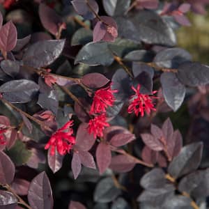 3 Gal. Red Diamond Midsize Loropetalum, Evergreen Shrub with Purple Foliage, Red Ribbon Blooms