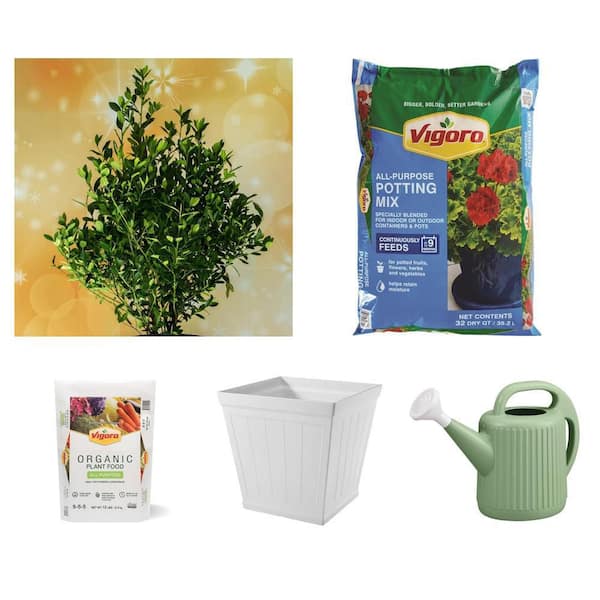 5 Gal. Arrow Point Japanese Holly, 32 qt. Potting Soil, 12 lb. Plant Food, 20 in. Resin Planter and 2 Gal. Watering Can