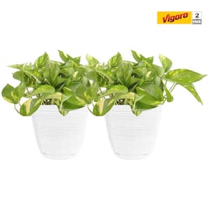 6 in. Golden Pothos Indoor Plant in Small White Ribbed Plastic Decor Planter (2-Pack)