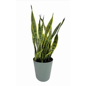 10 in. Snake Plant Sansevieria Plant Grower's Choice in Deco Pot