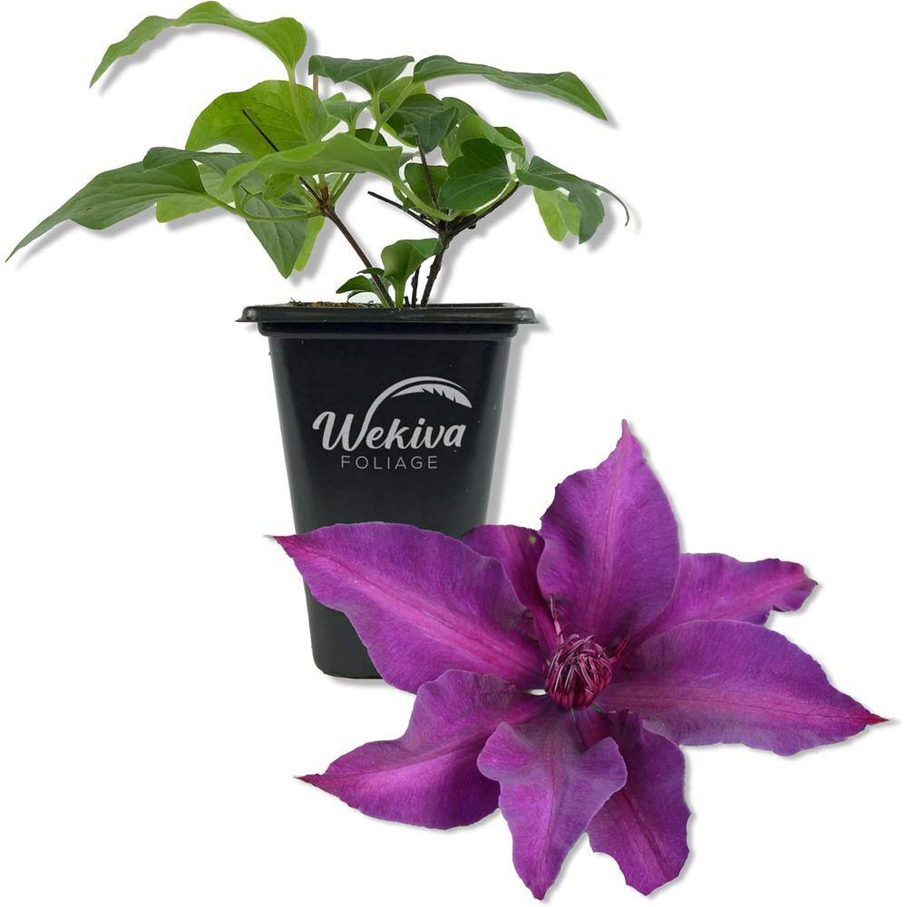 Clematis Fleuri-Live Starter Plant in a 2 Inch Growers Pot-Starter Plants Ready for The Garden price history on PriceWatchPro