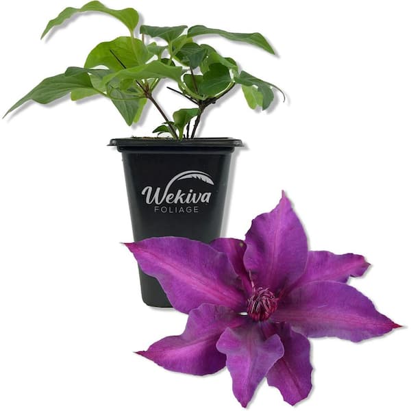Wekiva Foliage Clematis Fleuri-Live Starter Plant in a 2 Inch Growers Pot-Starter Plants Ready for The Garden