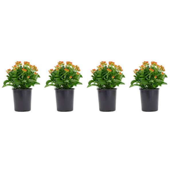 Vigoro 2.5 Qt. Kalanchoe Plant Orange Flowers in 6.33 In. Grower's Pot (4-Plants)
