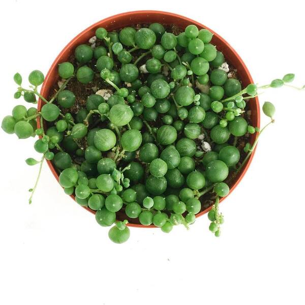 add an egg to wet dog food Green Eggs & Chicken Recipe