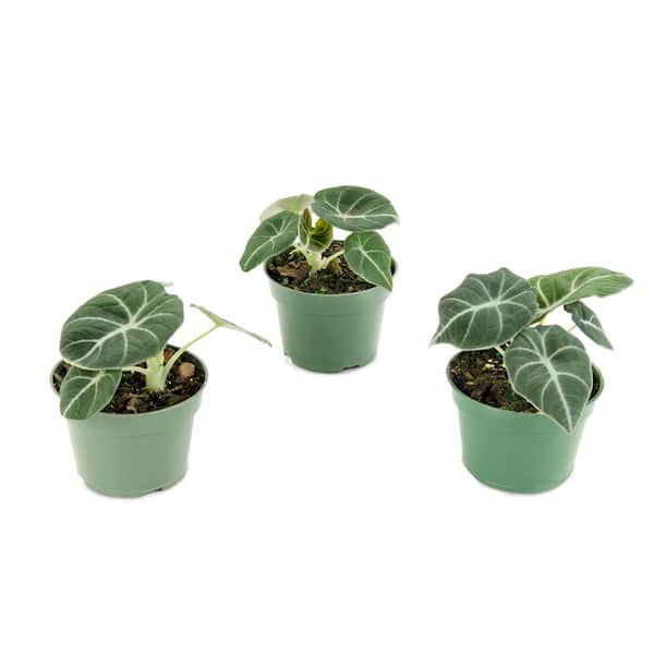national PLANT NETWORK Black Velvet Elephant Ears (Alocasia) in 4 in. Grower Containers (3-Plants)