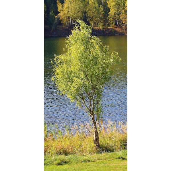 Natural Curly Willow by Ashland®