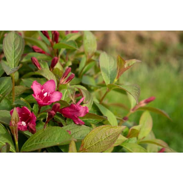Jumbo Pint Strobe Weigela Live Shrub, Bright Pink Flowers