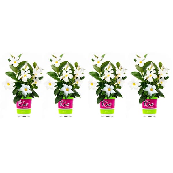 1.5 Pint Dipladenia Flowering Annual Shrub with White Flowers (4-Pack)