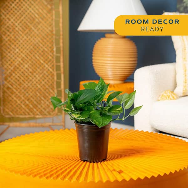 Golden Pothos Indoor Plant in 6 in. Grower Pot, Avg. Shipping Height 1-2 ft. Tall