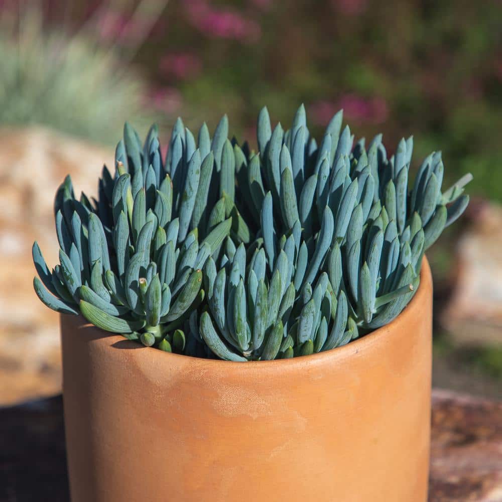 Senecio Blue Chalk Sticks Succulent in Plastic Planter
