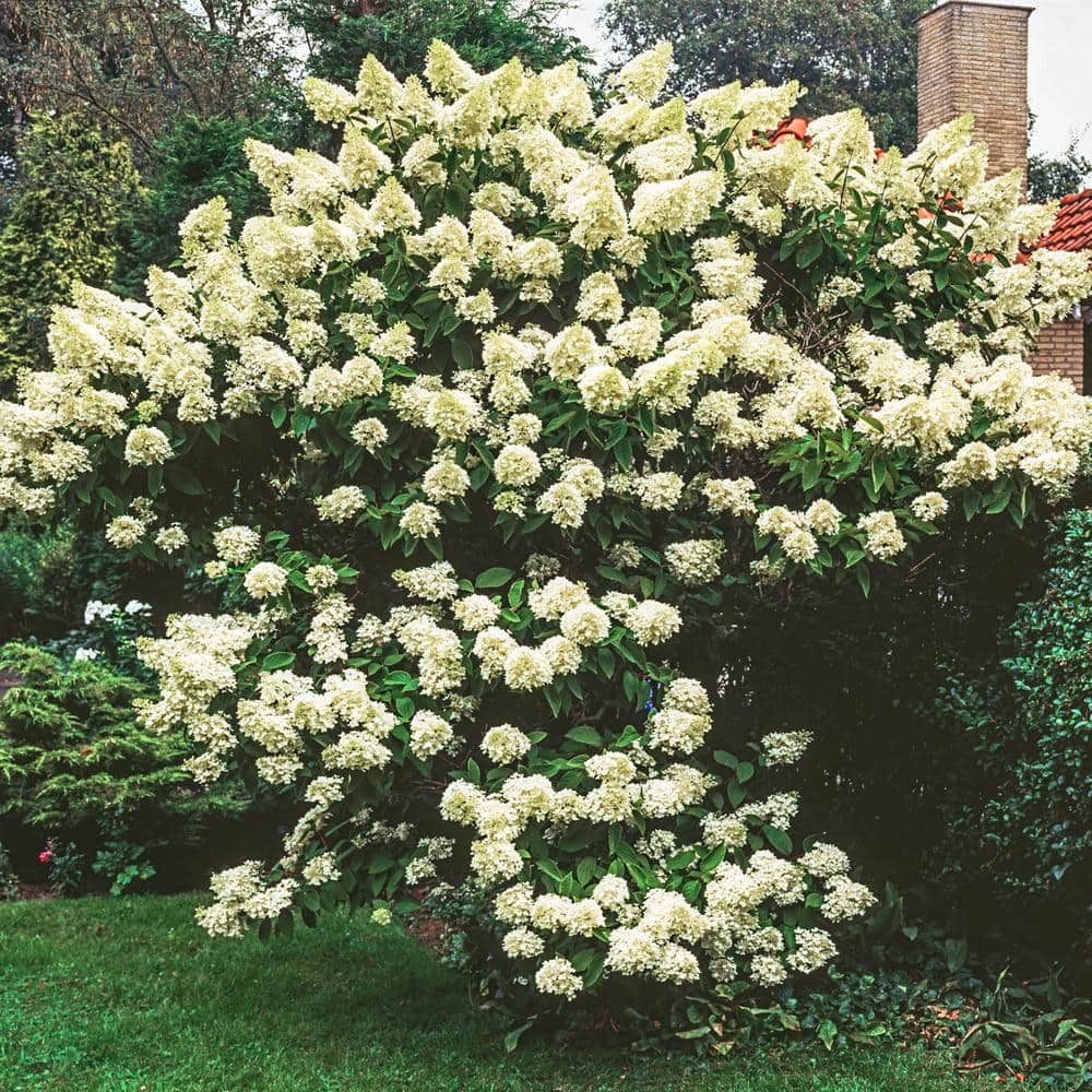 4 in. Pot Pee Gee Hydrangea, Live Deciduou Flowering Shrub (1-Pack) price history on PriceWatchPro
