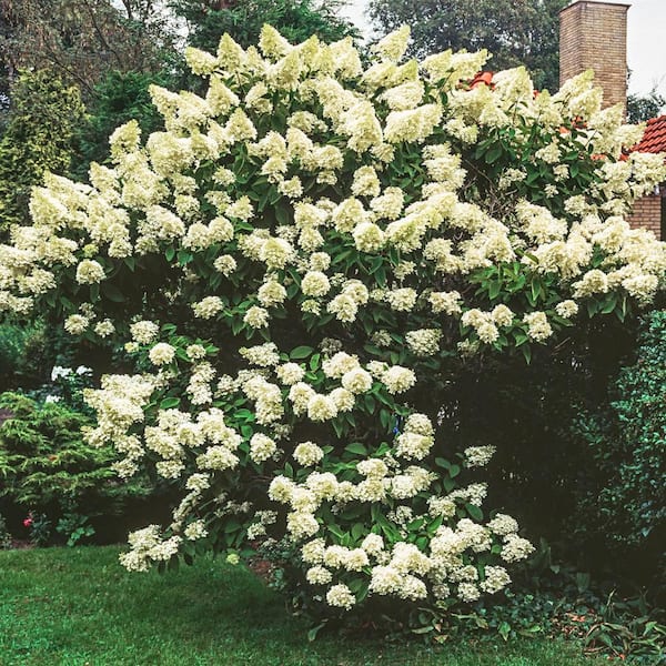 Spring Hill Nurseries 2.50 qt. Pot, Pee Gee Paniculata Hydrangea Shrub ...