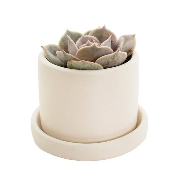 national PLANT NETWORK 2.5 in. Semi Matte Cream Hyde Planter with 2 in. Echeveria