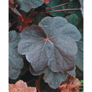 2.50 Qt. Pot, Plum Pudding Coral Bells Flowering Potted Perennial Plant (1-Pack)