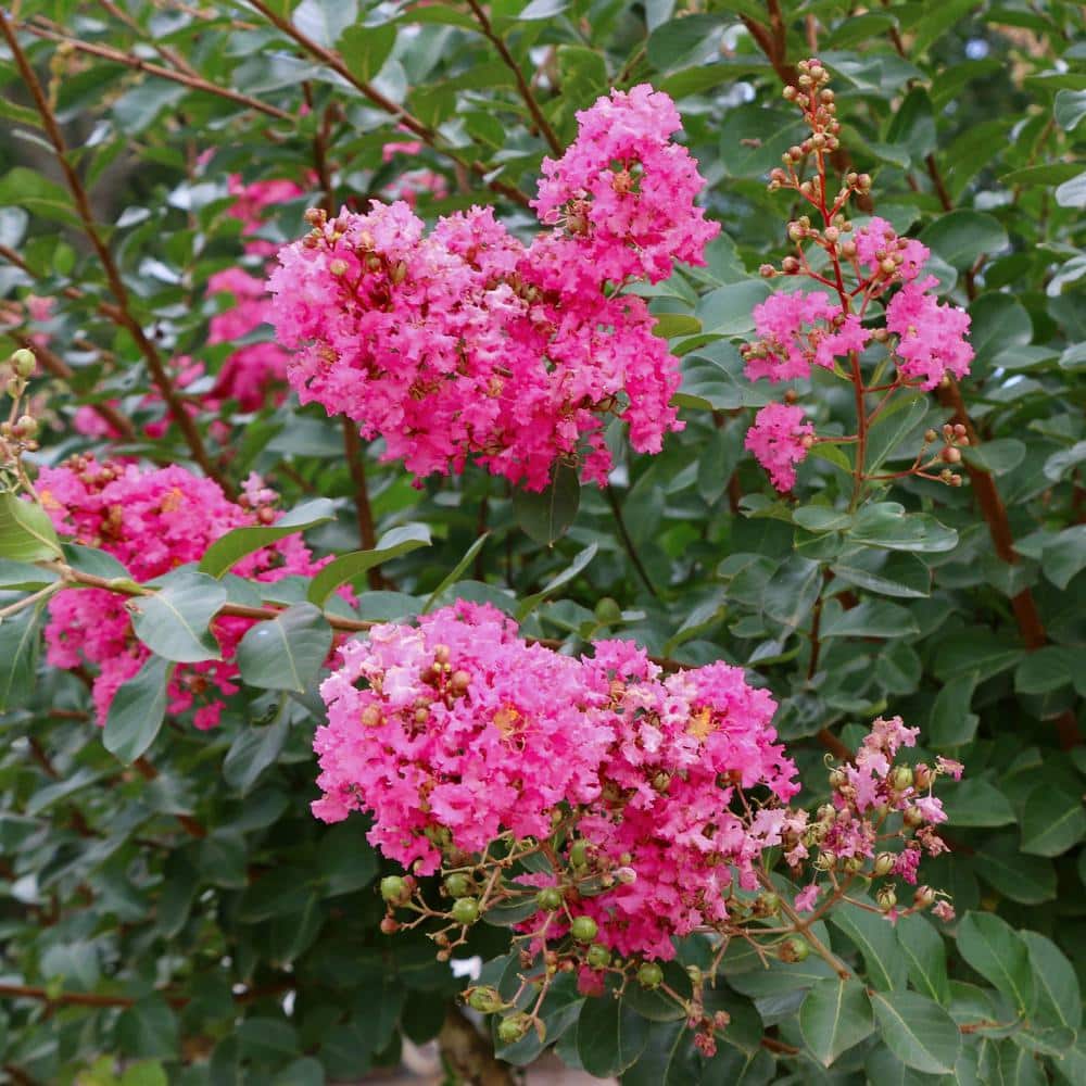 Miami Pink Flowering Deciduous Crepe Myrtle Shrub, 3 Gallon