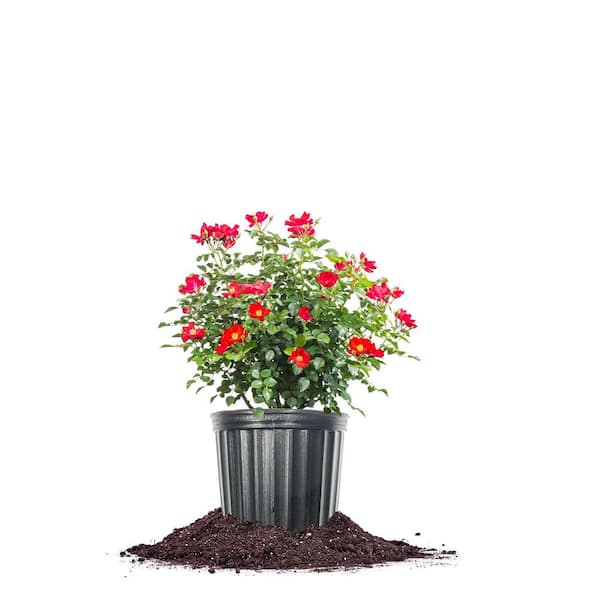 Red Friendly Rose in 1 Gal. Grower's Pot