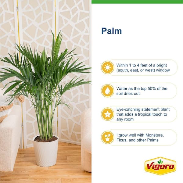 Costa Farms Neanthebella Palm Indoor Plant in 6 in. Self-Watering Planter,  Avg. Shipping Height 1-2 ft. Tall CO.NP07.3.2TO - The Home Depot