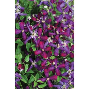 1 Gal. Sweet Summer Love (Clematis) Live Shrub, Red-Purple Flowers