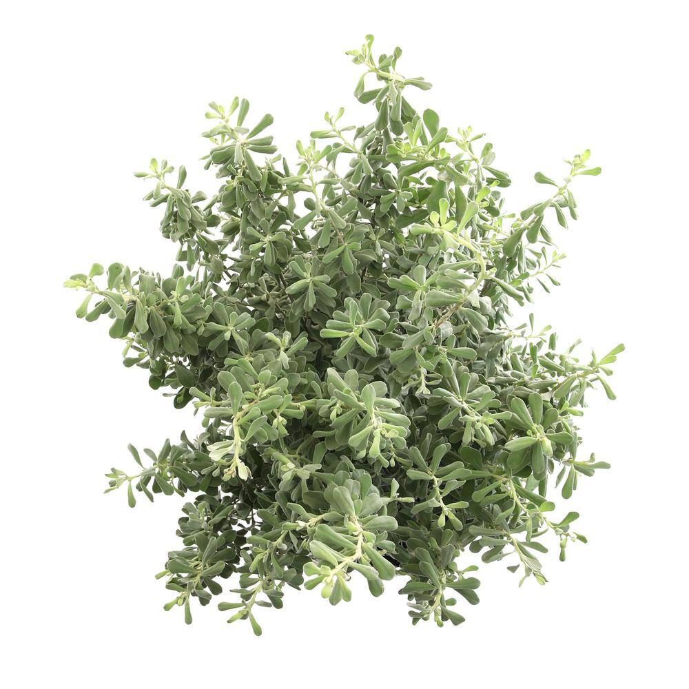 Silverado Sage Leucophyllum Perennial Shrub in 8 Quart Container
