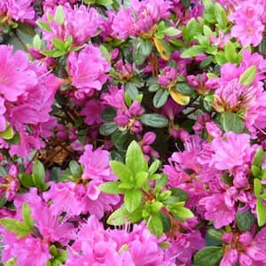 1 Gal. Violetta Azalea, Live Evergreen Shrub, Purple-Pink Flowers (3-Pack)
