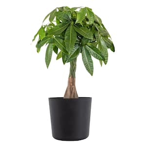 Live Money Tree, Braided Pachira aquatica in 10 in. Black Premium Sustainable Décor Pot