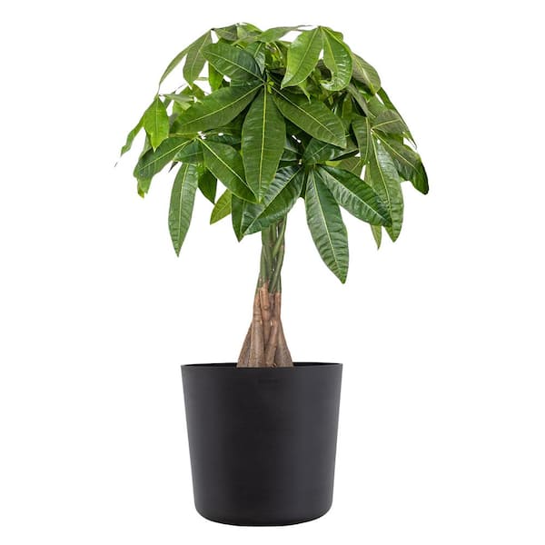 United Nursery Live Money Tree, Braided Pachira aquatica in 10 in. Black Premium Sustainable Decor Pot
