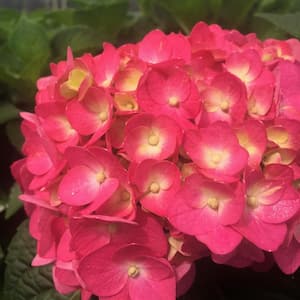 3 Gal. Live Deciduous Shrub Summer Crush Hydrangea (Macrophylla) Raspberry Red or Neon Purple Blooms