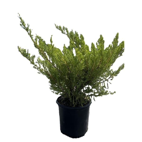 BELL NURSERY 1 Gal. Sea Green Juniper Live Evergreen Shrub