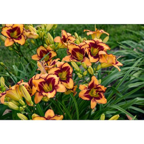 PROVEN WINNERS 0.65 Gal. Rainbow Rhythm 'Blazing Glory' Live