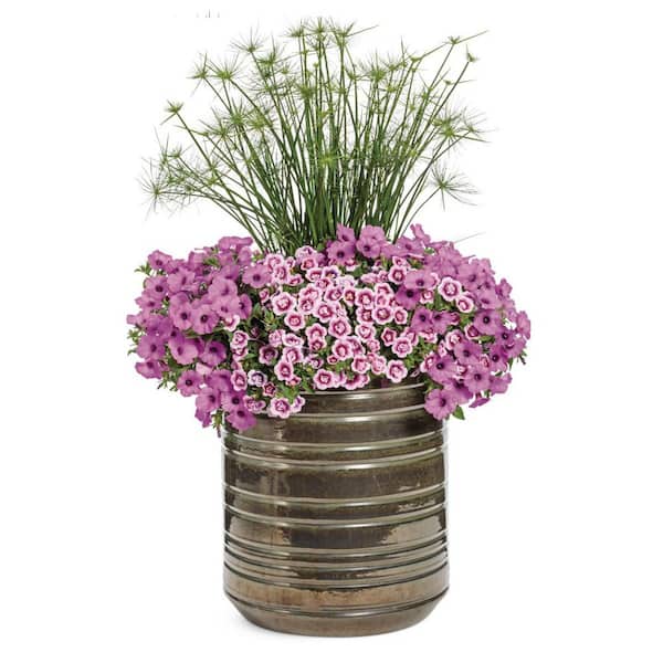 PROVEN WINNERS 4.25 in. Eco+ Grande Superbells Double Smitten Pink