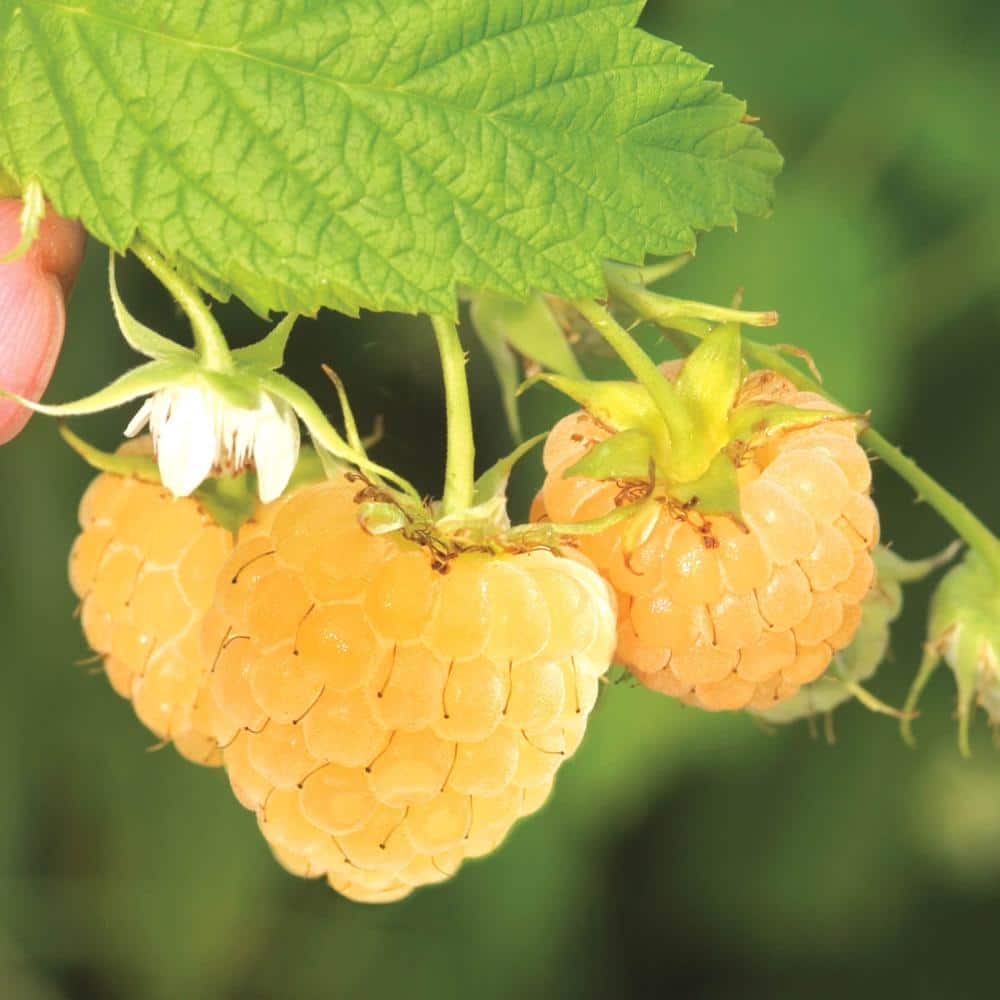 Baby Raspberry Root Direct Gardening Anne Yellow Raspberry Bush Dormant Bare Root Fruit ...