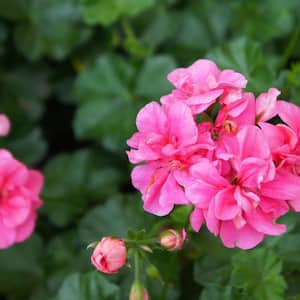 1 Qt. Geranium Plant Pink Flowers in 4.7 In. Grower's Pot (4-Plants)