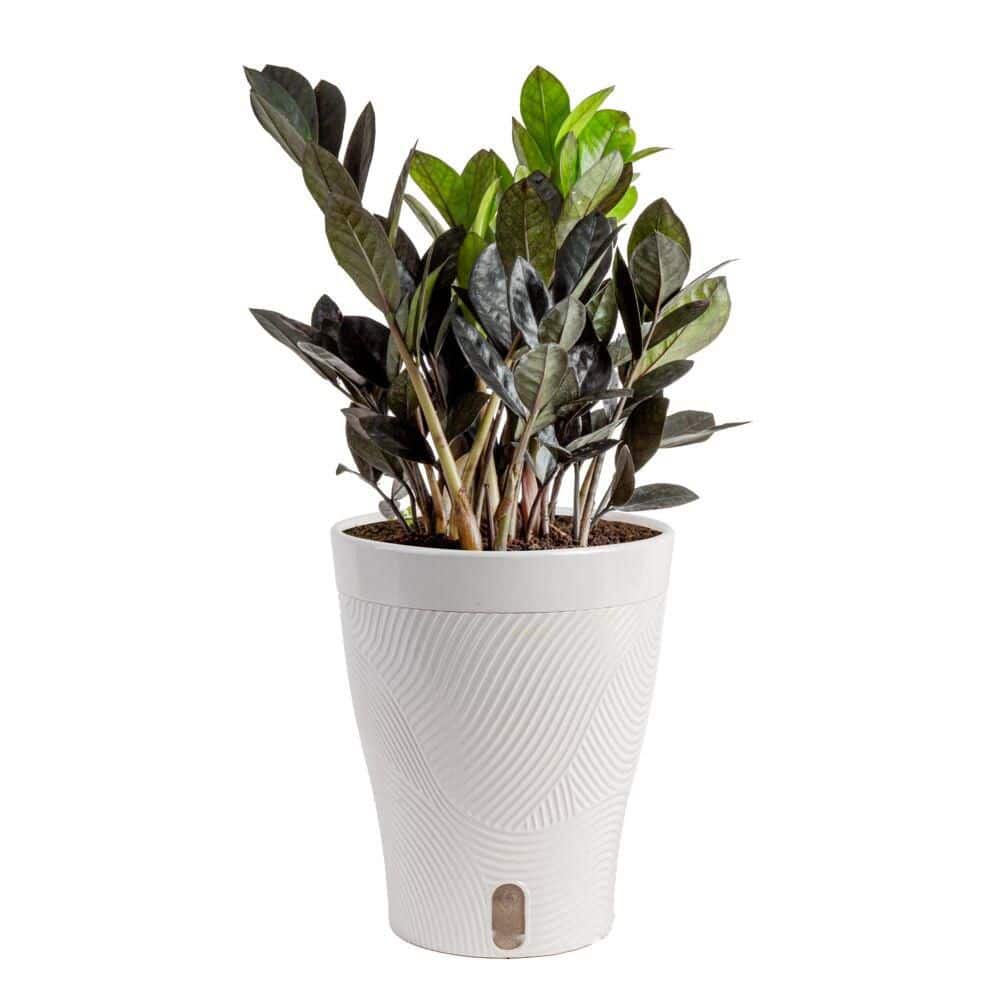Costa Farms 6 in. ZZ Black Raven Plant in Scheurich Pot ZZB6SC