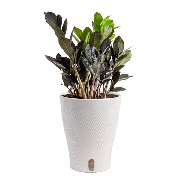 6 in. ZZ Black Raven Plant in Scheurich Pot