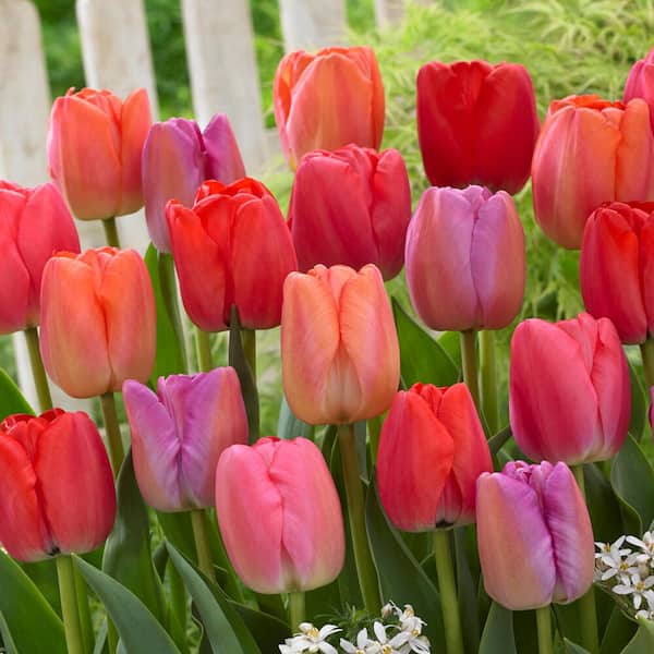Garden State Bulb 12/+ cm, Darwin Hybrid Pride Mix Multi-Color Tulip Flower Bulbs (Bag of 100)