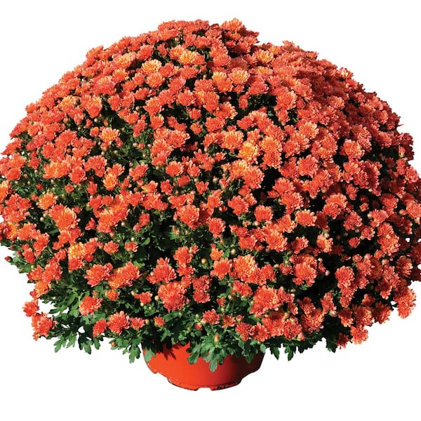 Pure Beauty Farms 8 in. Mum Plant Bronze Flowers in Grower's Pot