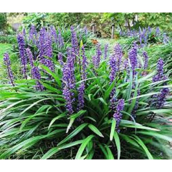 4 in. Green Groundcover Liriope Shrub Plant