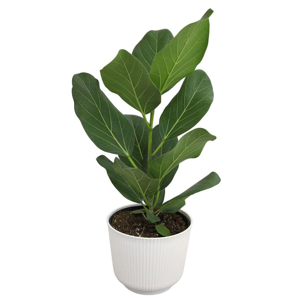 Ficus Audrey, Rubber Plant, 6 in. White Decorative Pot, Popular Rubber Tree Plant, Unique Live Indoor House Plant Gift price history on PriceWatchPro