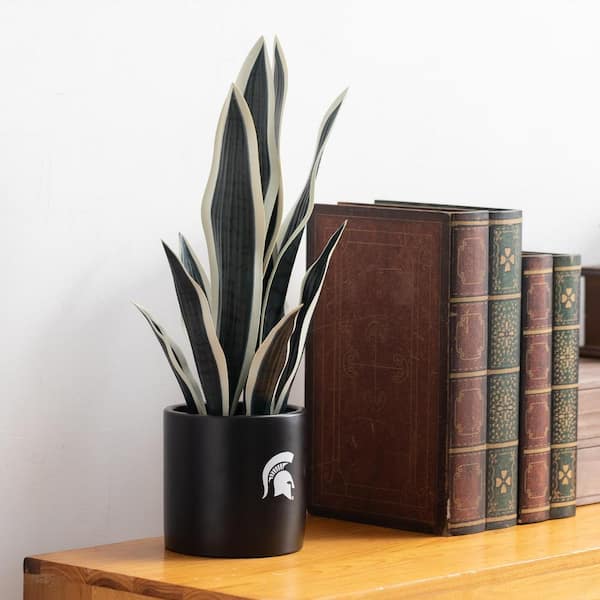 MSU Snake Plant, MSU Faux Snake Plant, MSU Gifts for Men, MSU