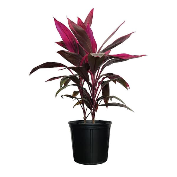 1.72 Gal. Hawaiian Ti Red Sister Dracaena Tropical Plant (1-Pack)