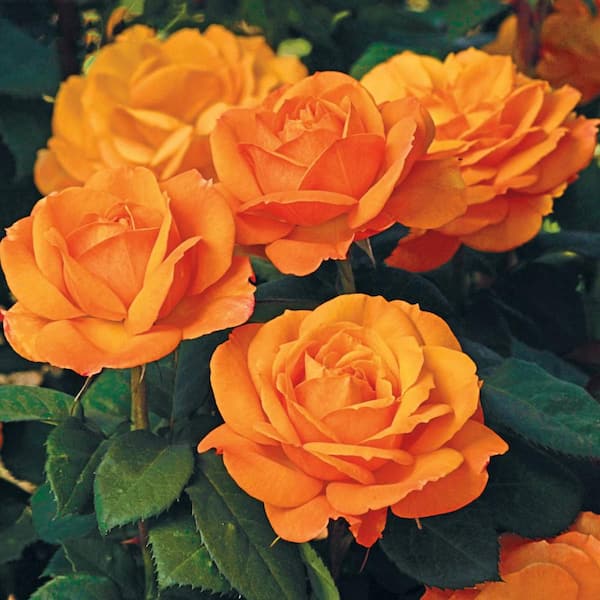 Spring Hill Nurseries 3 Gal. Pot, Good As Gold Hybrid Tea Rose Potted Flowering Shrub (1-Pack)